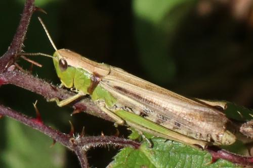 Réf. 218 677 : Pseudochorthippus parallelus